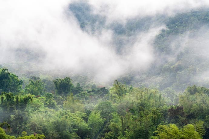 Ecuador dichter Nebel