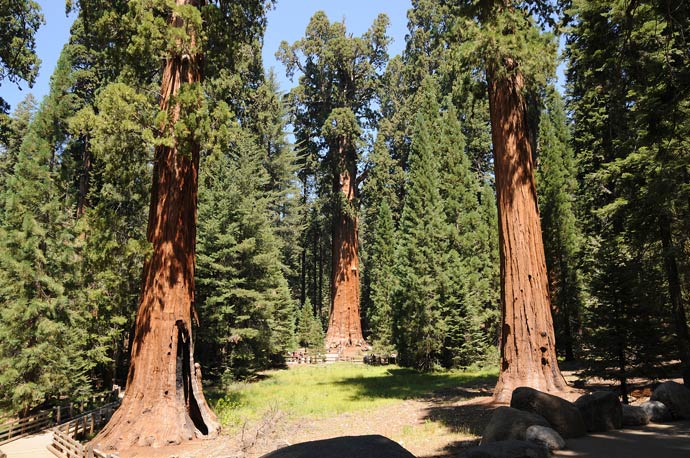 Mammutbäume im Sequoia-Nationalpark in Kalifornien
