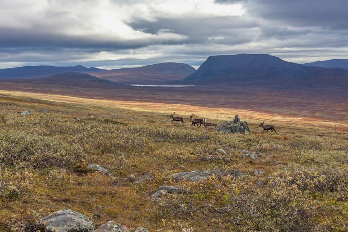 Padjelanta Nationalpark