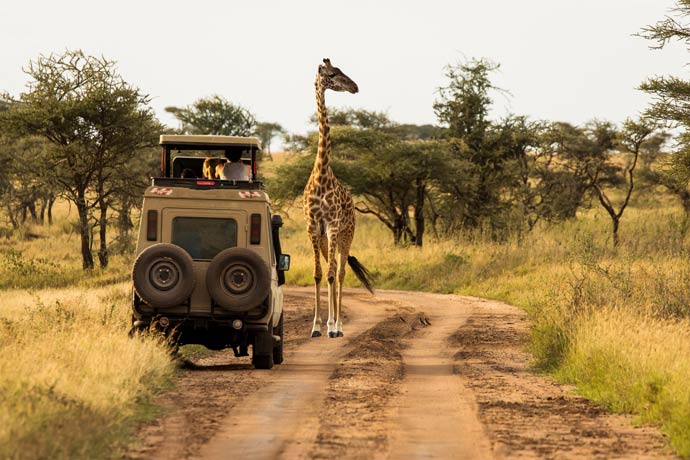 Roadtrip Afrika Giraffe